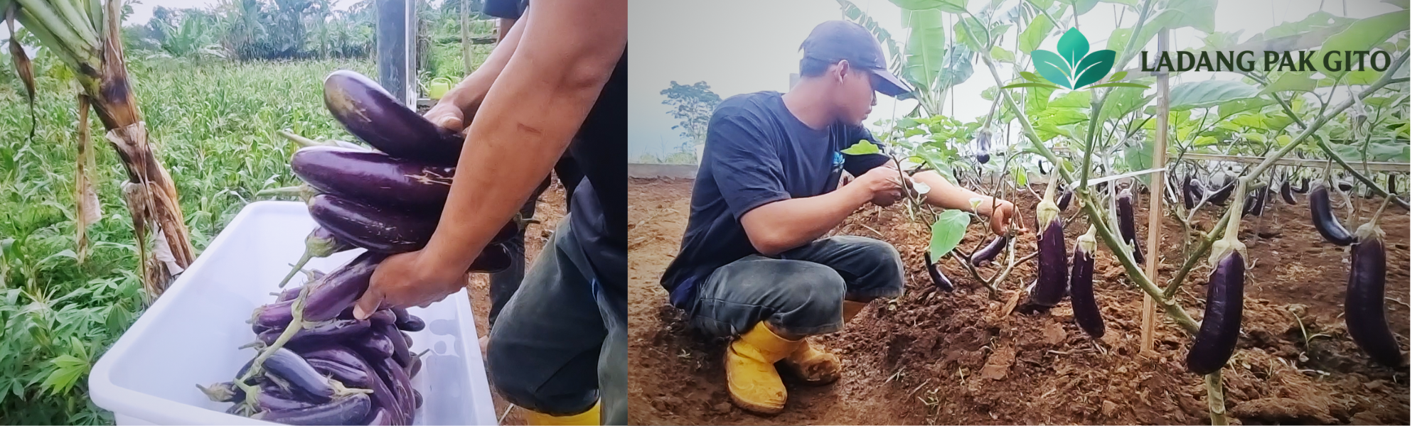 Aneka Sayuran, Langsung Dari Pohon